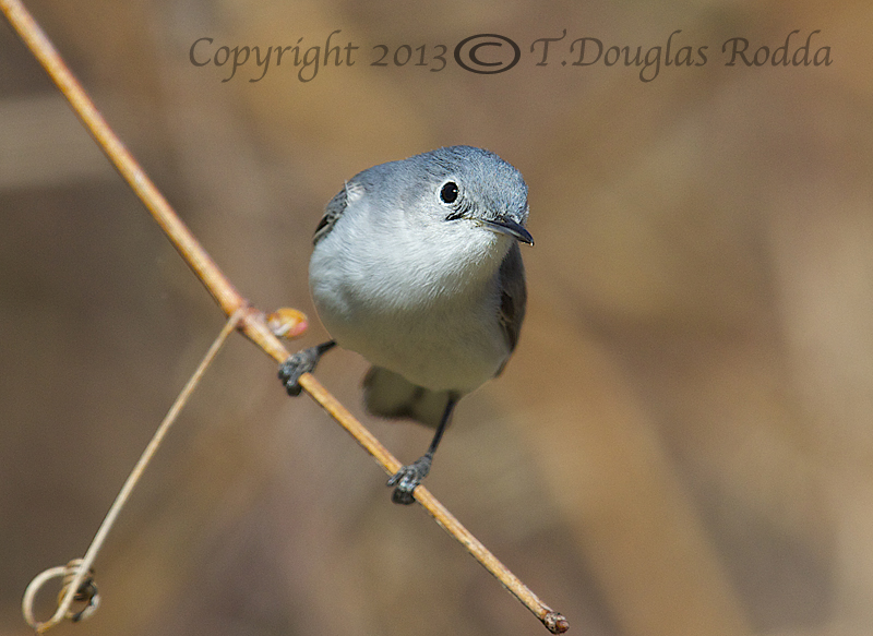 BLUE-GRAY GNATCATCHER